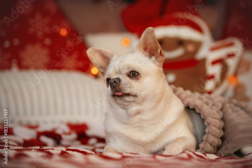 Close-up portrait of a white Chihuahua dog resting on a festive bed in front of warm Christmas lights. Adorable doggy pet in New Year time with home decoration