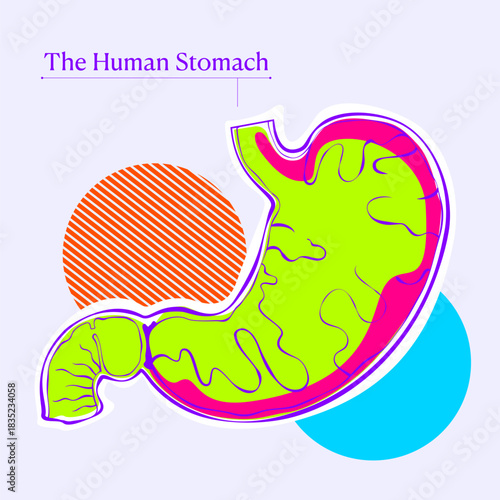 Human Stomach Anatomy – Colorful Flat Outline Vector Illustration