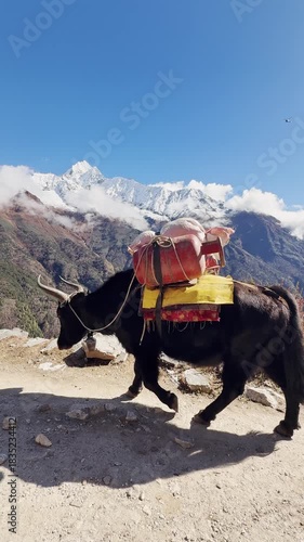 South Asia, Strong Yak carrying weight and goods along the mountain trails of the Himalayas mountains, path to EBC. UGC. Hard work.