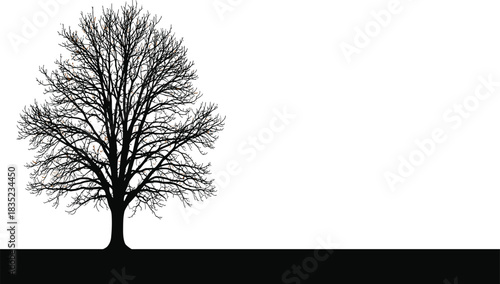 Detailed silhouette of a majestic deciduous bare tree during winter, isolated vector illustration, strong black branches, perfect for nature, graphics, and seasonal design projects