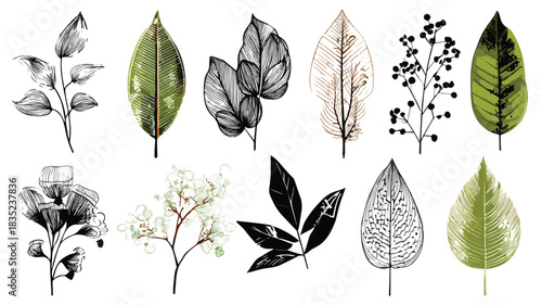 Vivid Collection of Unique Plants with Distinct Leaves for Creative Projects