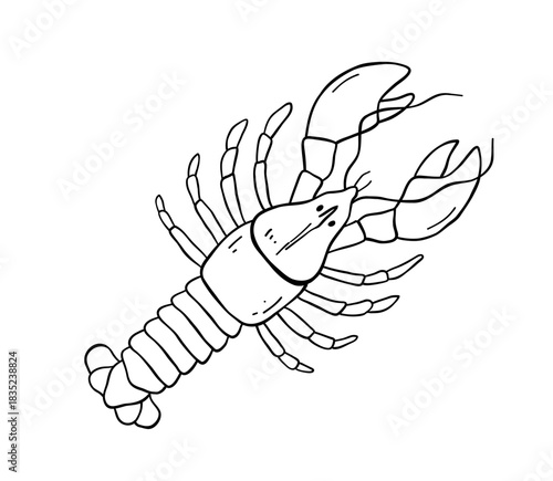 Lobster coloring page vector illustration, hand drawn crayfish outline sketch for ocean themed kids and seafood menu
