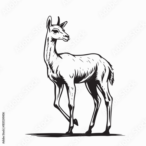 Guanaco Animal Illustration Vector Drawing on white background