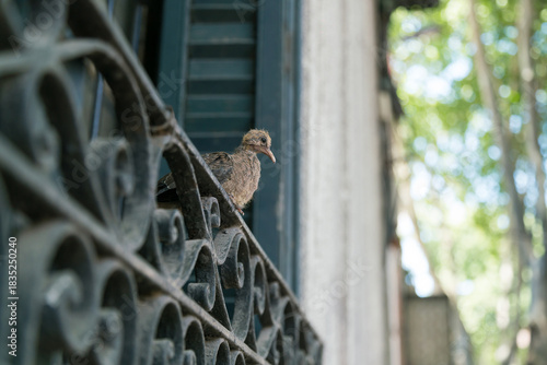 Young pigeon resting on wrought iron window railing