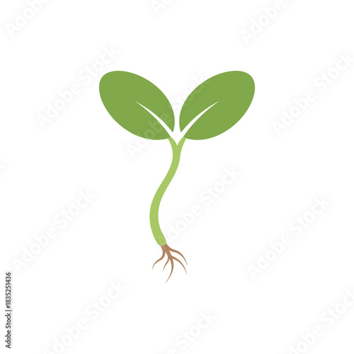 Illustration of a seedling with green leaves and roots.