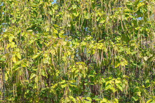 Catalpa bignonioides Aurea Blatt und Frucht Detail