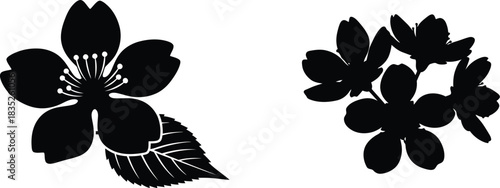 Elegant black and white floral illustration of cherry blossoms and leaves