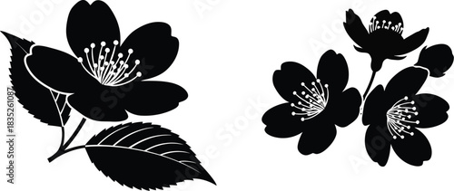 Elegant black and white floral illustration of jasmine flowers on a white background