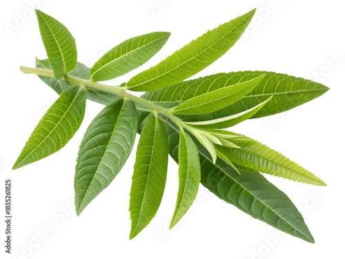 Green Lemon Verbena Leaves on Black Background Keywords: lemon verbena, leaves, green, plant isolated on a transparent background.