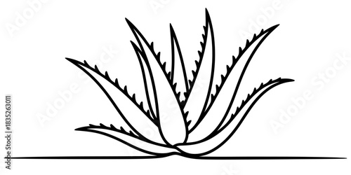 Aloe vera plant line art drawing on a white background, minimal graphic design element, herbal medicine and skincare concept. Vector, illustration