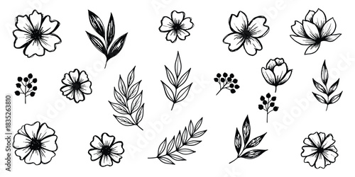 Hand-drawn floral elements on a transparent backdrop with botanical accents and natural beauty illustrated as a vector image concept.