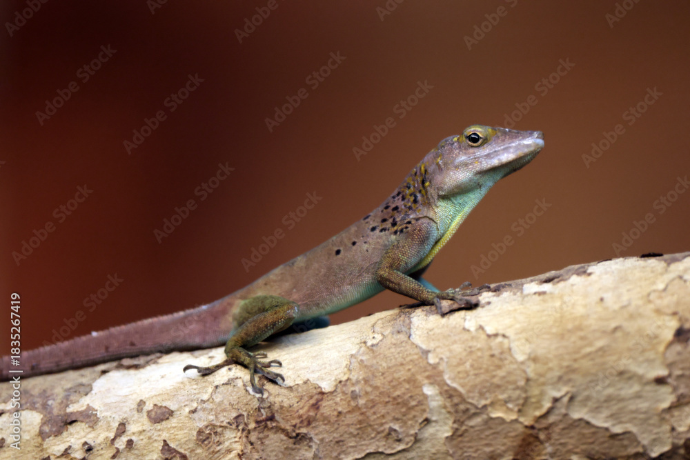 Fototapeta premium close up lizard on wooden log