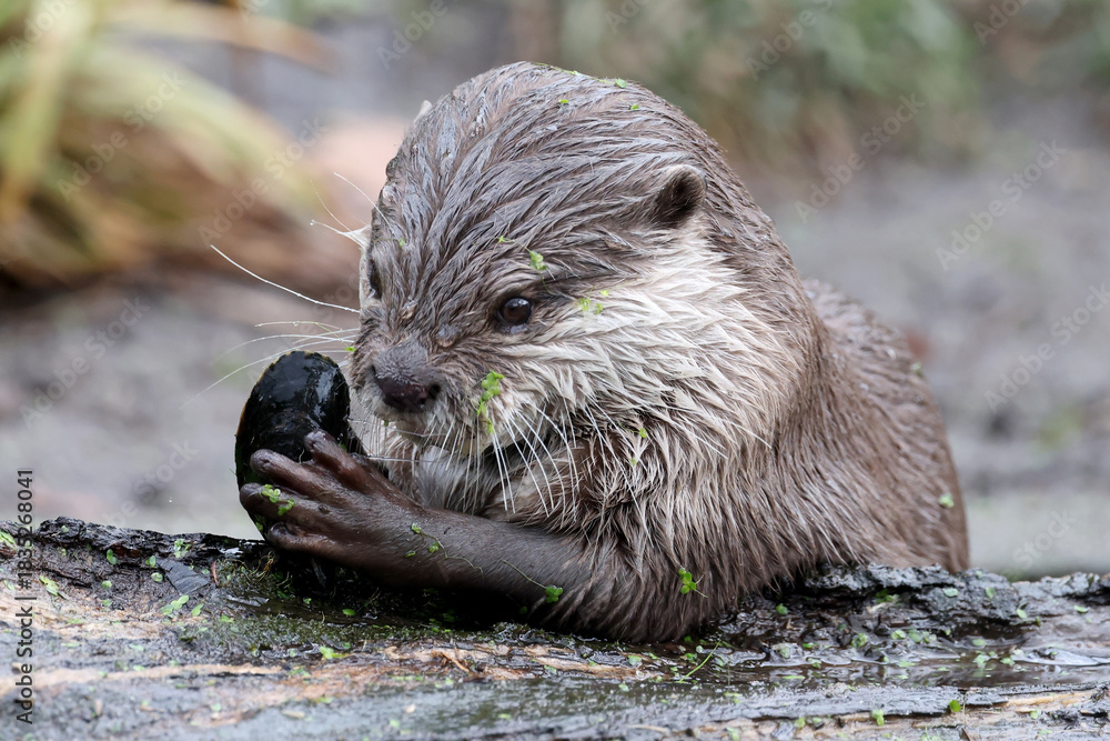 Fototapeta premium The Asian small-clawed otter (Aonyx cinereus)