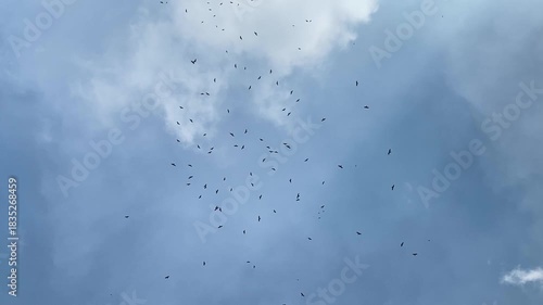 Flock of Vulture or Eagle birds flying in the blue sky.