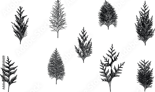 Set of cypress juniper cedar pine tree branch silhouettes isolated on checkered background