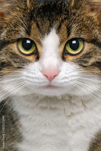 Cat portrait