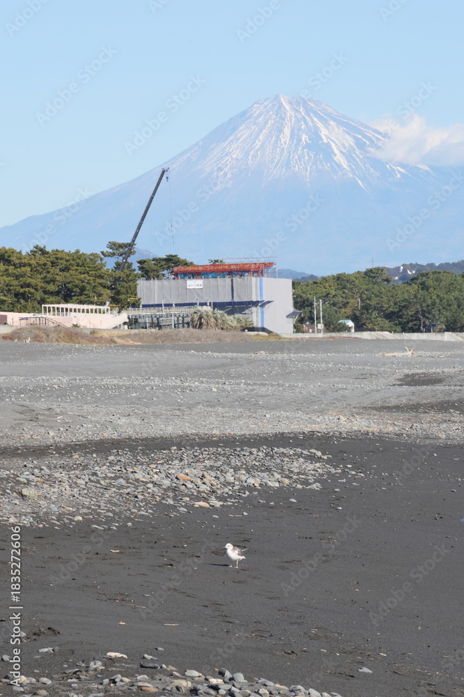 Fototapeta premium Sabine's gull (Xema sabin) juvnile in Japan