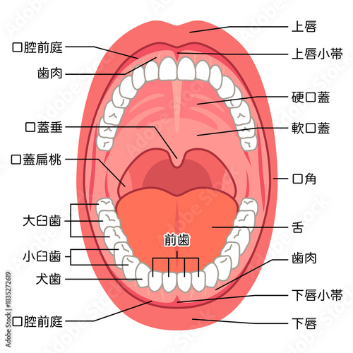 口の中　口腔内の構造