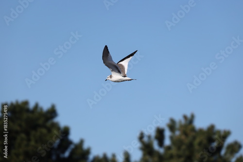 Tableau sur toile Sabine's gull (Xema sabin) juvnile in Japan