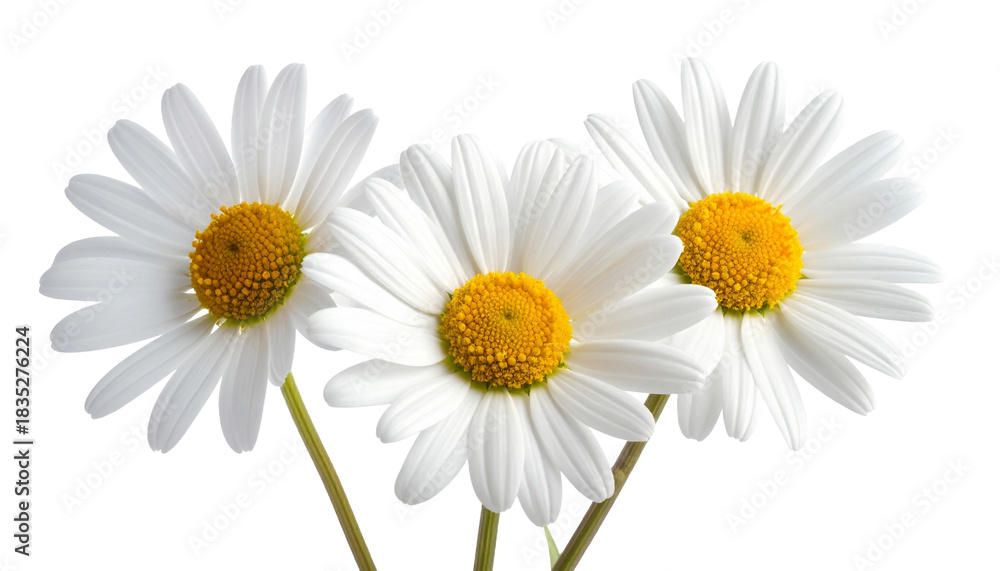 Fototapeta premium Close-up of three beautiful daisy flowers with white petals and yellow centers isolated on white