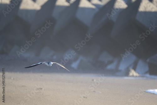 Sabine's gull (Xema sabin) juvnile in Japan