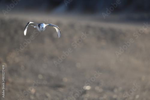 Φωτογραφία Sabine's gull (Xema sabin) juvnile in Japan