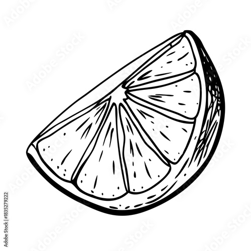 Hand drawn citrus fruit slice sketch, black line art illustration