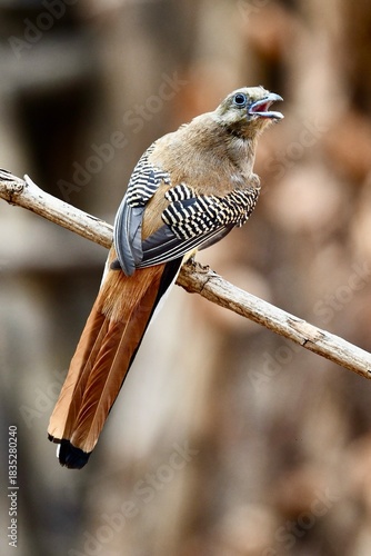 The medium -sized bird with grey - brown head and a rufous - chestnut upper part.