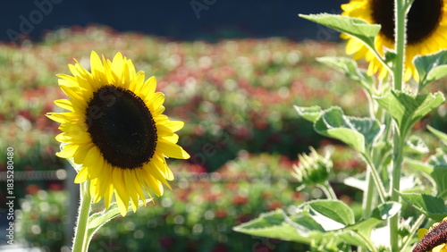 美しいヒマワリの花