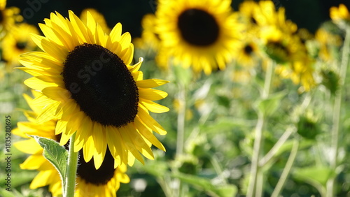 美しいヒマワリの花