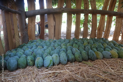 Ripe Mango fruits harvested and ready to sell