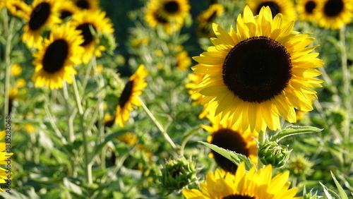 美しいヒマワリの花