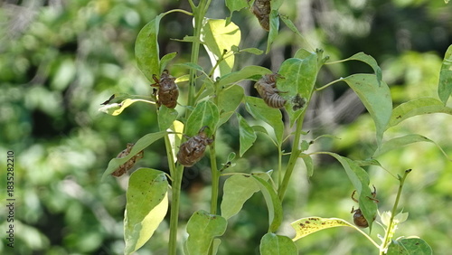 セミのぬけがら