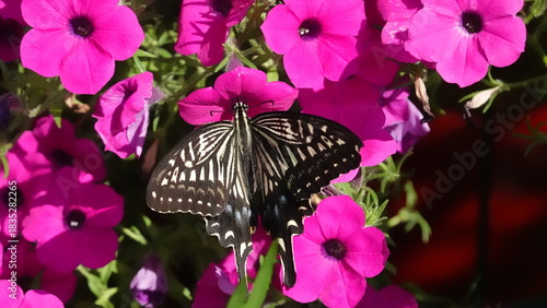 美しい花とアゲハチョウ