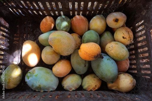 Ripe Mango fruits harvested and ready to sell