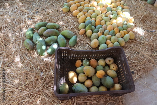 Ripe Mango fruits harvested and ready to sell