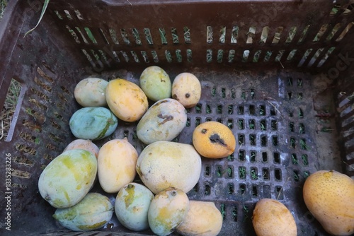 Ripe Mango fruits harvested and ready to sell