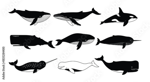 A collection of various whale species depicted in a minimalist black and white style