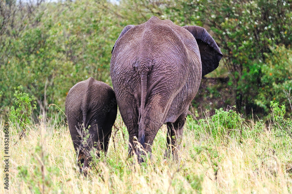 Fototapeta premium African Elephant, Elephants in natural habitat in South Africa. Wildlife scene in nature habitat.