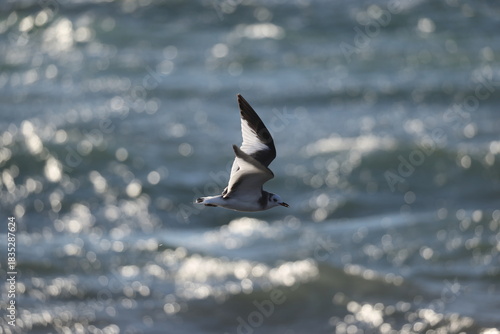 Sabine's gull (Xema sabin) juvnile in Japan