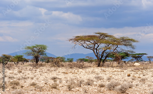 The savannah landscape of Kenya, this wonderland seems to embody the essence of Africa.