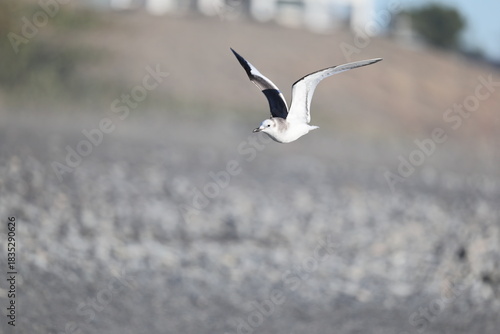 Fotografie Sabine's gull (Xema sabin) juvnile in Japan