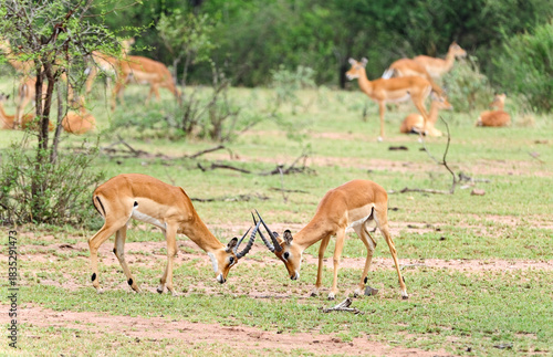  A small herd of impala in early morning Samburu Game Reserve, Kenya
