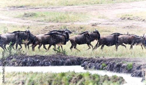 Maasai Mara Wildebeest Migration Safari , the Seventh Wonder of the world.
