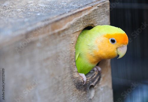A colorful lovebird with a yellow head emerges from a bird box. 