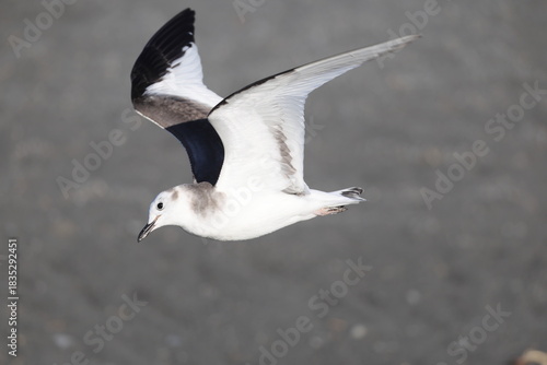 Obraz na płótnie Sabine's gull (Xema sabin) juvnile in Japan