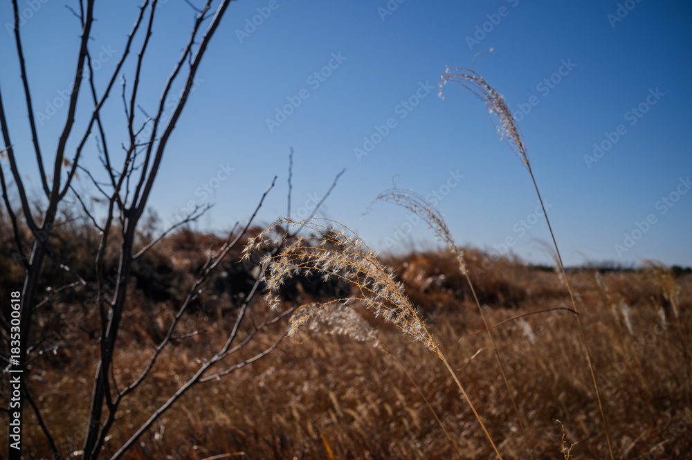 Obraz premium 영종도 갈대숲 