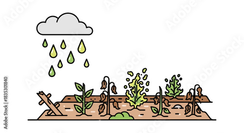 Illustrated farmland showing the contrasting effects of rain on withered and thriving plants