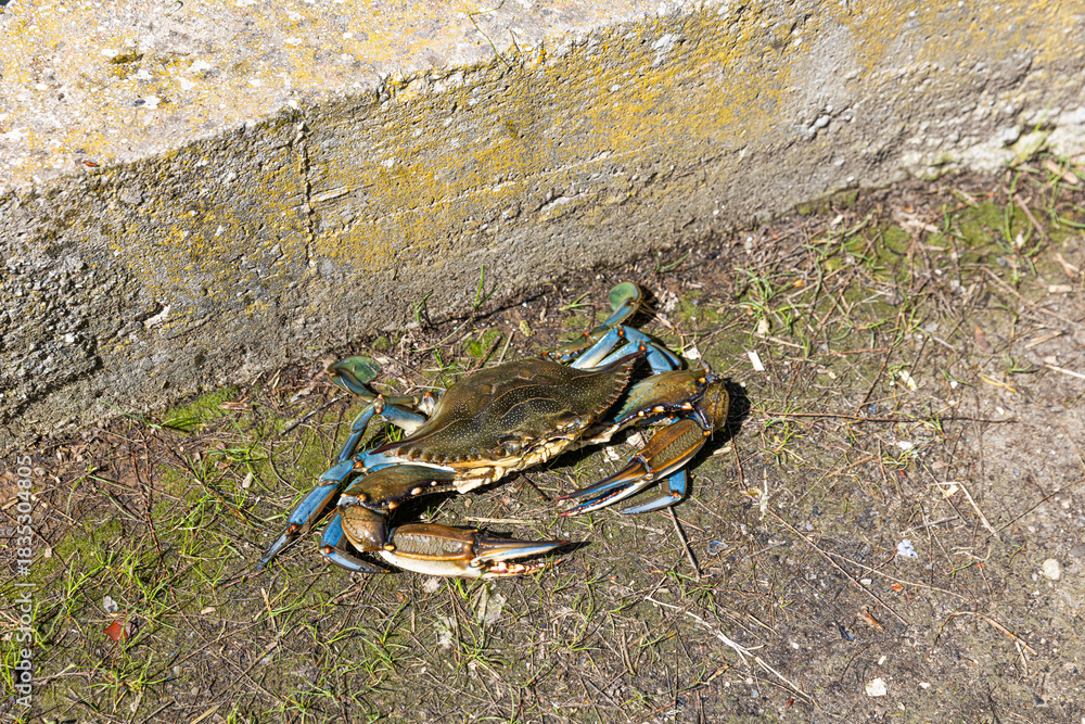 Fototapeta premium Blue crab in the grado lagoon north of italy
