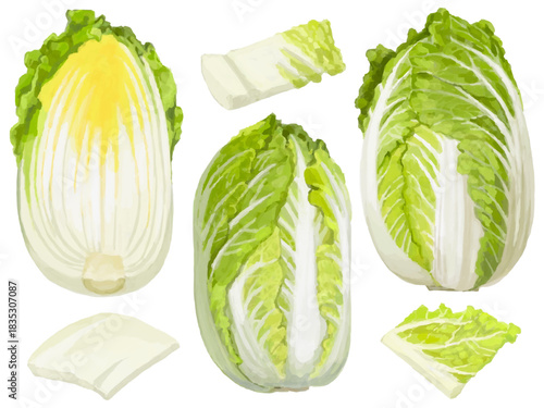 白菜のベクターイラストセット 料理素材 ざく切り 断面